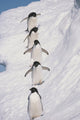 Adelie Penguins Walking on Iceberg Fine Art Print by Tom Soucek