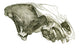 Cave Hyena Skull Fine Art Print by Science Source