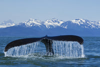 Humpback Whale Fluking in Lynn Canal Art Print - Southeast Alaska