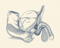 Vintage Male Reproductive System Anatomy Print by John Parrot