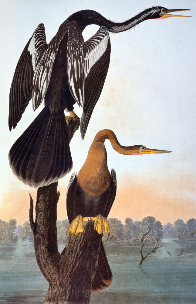 Audubon: Anhinga Fine Art Print from Birds of America