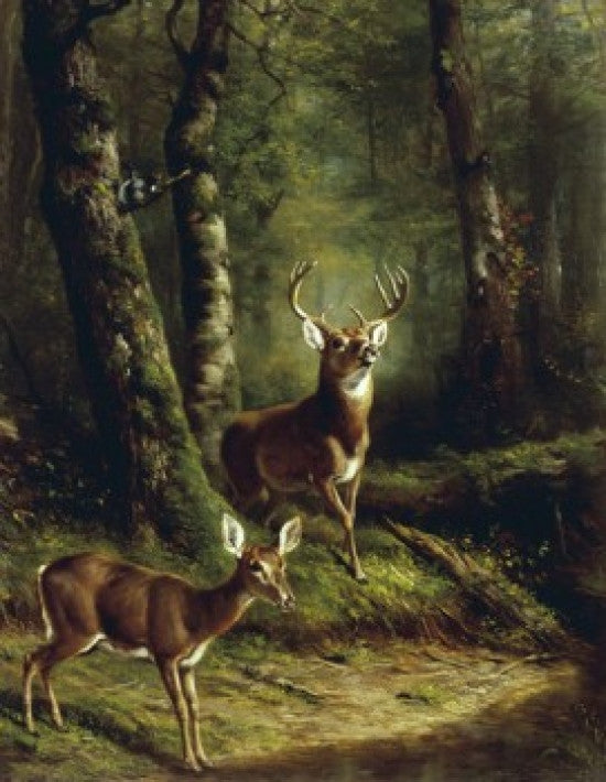 Buck and Doe in the Adirondacks Fine Art Print by Arthur Fitzwilliam Tait