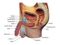 Male Reproductive System Poster Print with Labels by Hank Grebe
