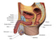 Male Reproductive System Poster Print with Labels by Hank Grebe