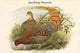Phasianus Scintillans - Sparkling Pheasant Fine Art Print by John Gould