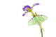 Luna Moth on Blue Flag Iris Flower Fine Art Print - Marion County, IL