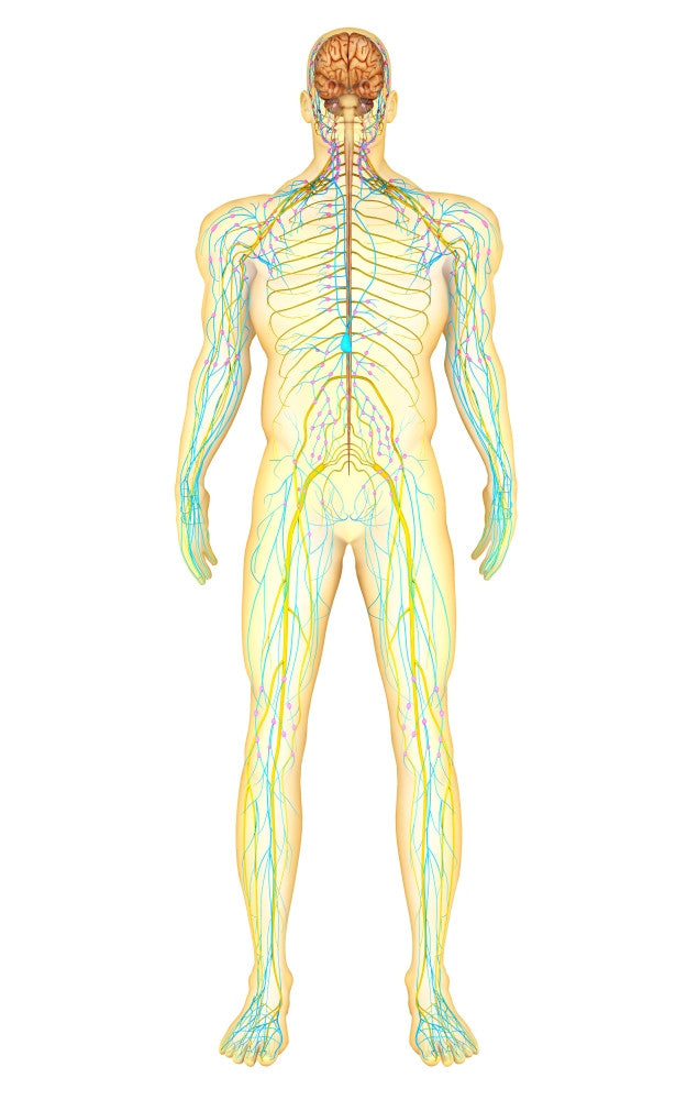 Anatomy of the Human Nervous and Lymphatic Systems Fine Art Print