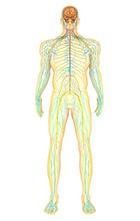 Anatomy of the Human Nervous and Lymphatic Systems Fine Art Print
