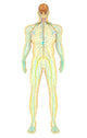 Anatomy of the Human Nervous and Lymphatic Systems Fine Art Print