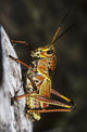 A Lubber Grasshopper on a Tree - Fine Art Print by Robert L. Potts