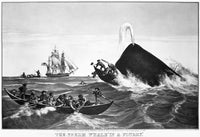 The Sperm Whale 'In A Flurry' Lithograph by Nathaniel Currier