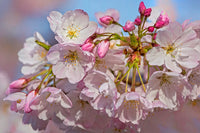 USA, Oregon, Coos Bay Akebono Cherry Blossoms Fine Art Print by Jaynes Gallery
