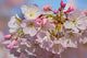 USA, Oregon, Coos Bay Akebono Cherry Blossoms Fine Art Print by Jaynes Gallery