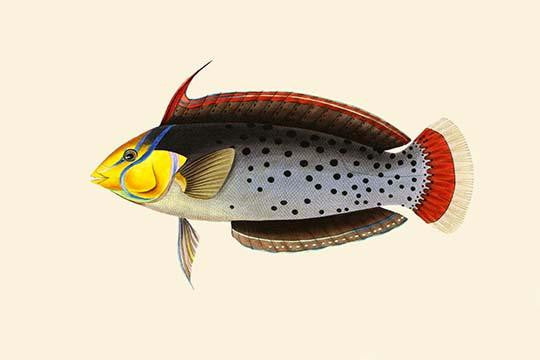 Rattoo-Girawah Fine Art Print by John Whitchurch Bennett