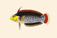 Rattoo-Girawah Fine Art Print by John Whitchurch Bennett