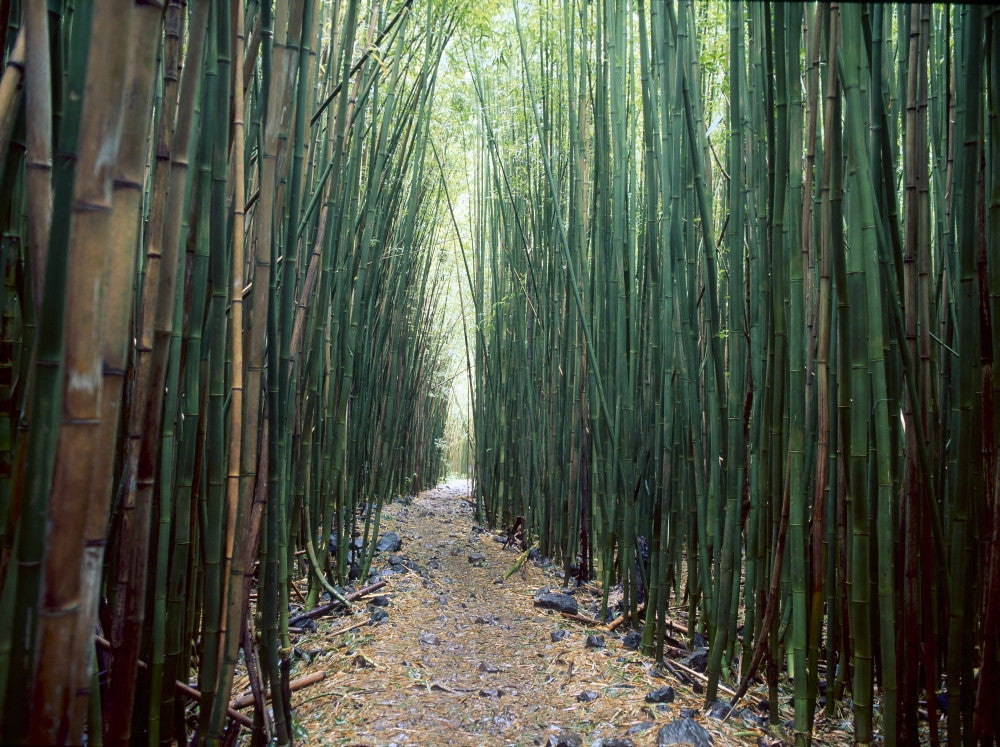 Bamboo Forest Art Print from Haleakala National Park by Stuart Westmorland