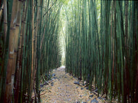 Bamboo Forest Art Print from Haleakala National Park by Stuart Westmorland