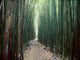 Bamboo Forest Art Print from Haleakala National Park by Stuart Westmorland