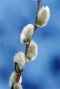 Pussy Willow Catkins Fine Art Print - Multiple Sizes Available