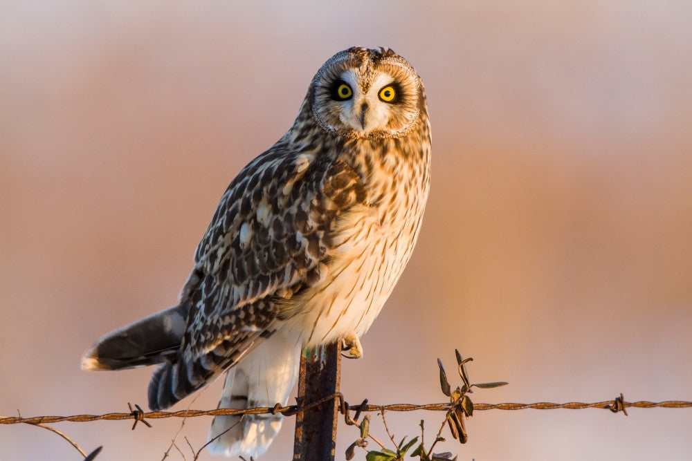 Short-eared Owl Fine Art Print - Prairie Ridge State Natural Area