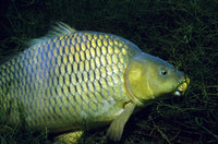 Common Carp in a Serene Austrian Lake Fine Art Print by VWPics