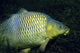 Common Carp in a Serene Austrian Lake Fine Art Print by VWPics