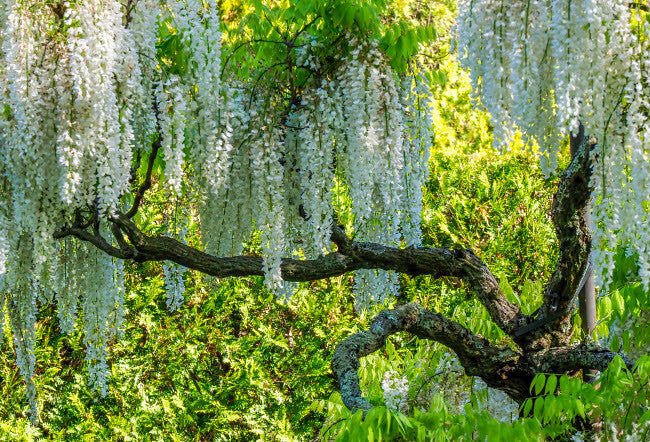 White Wisteria Tree in Blossom Fine Art Print by Julie Eggers