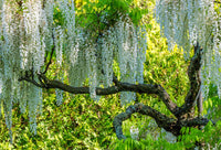 White Wisteria Tree in Blossom Fine Art Print by Julie Eggers