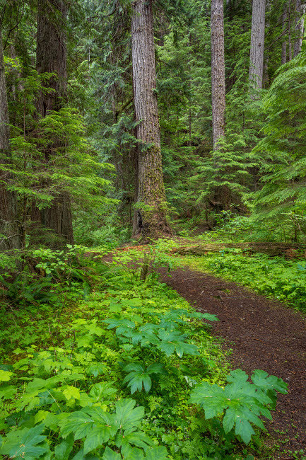 Olympic National Forest Scenic Trail Fine Art Print by Don Paulson