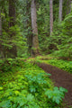 Olympic National Forest Scenic Trail Fine Art Print by Don Paulson