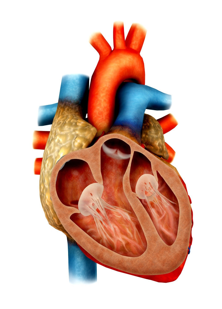 Anatomy of the Human Heart Cross Section Fine Art Print
