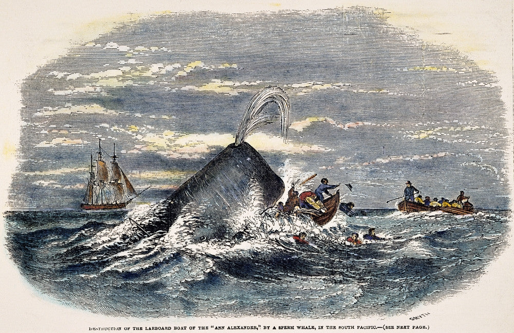 Sperm Whale Attack Fine Art Print - Color Engraving, 1847