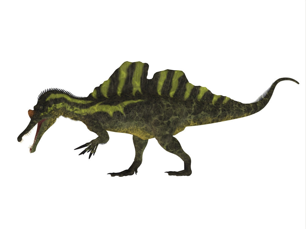 Ichthyovenator Dinosaur Fine Art Print by Corey Ford | Posterazzi