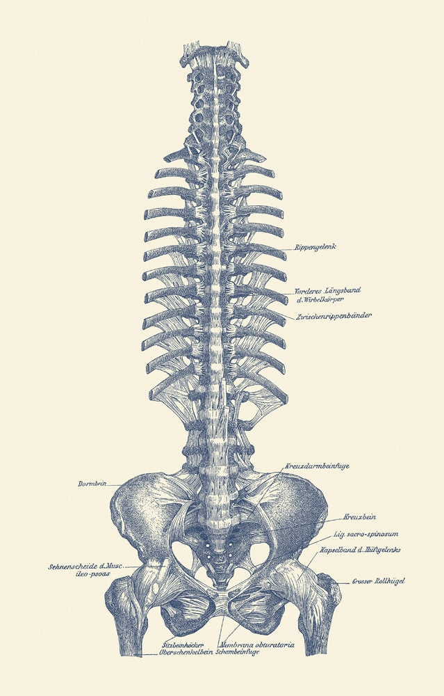 Vintage German Anatomical Diagram of Spine and Pelvis Fine Art Print by John Parrot