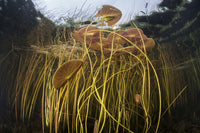 Colorful Lily Pads and Reeds Fine Art Print - Freshwater Lake in Cape Cod
