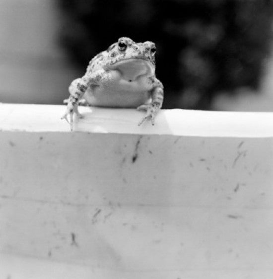Toad Sitting on Wall Fine Art Print - Various Sizes Available