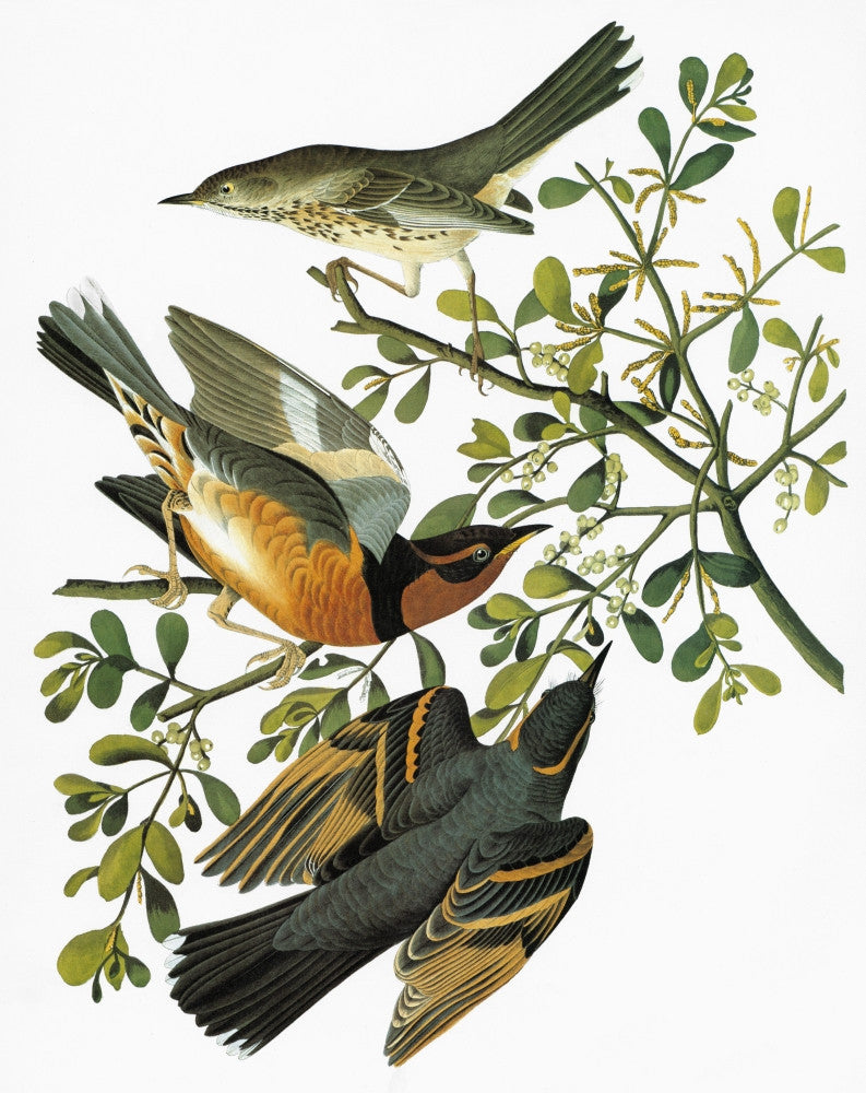 Audubon Birds of America: Thrush and Varied Thrush Fine Art Print