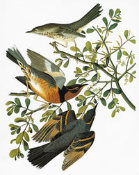 Audubon Birds of America: Thrush and Varied Thrush Fine Art Print