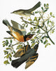 Audubon Birds of America: Thrush and Varied Thrush Fine Art Print