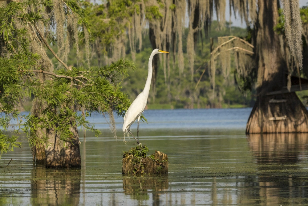Great Egret on Stump Fine Art Print by Jaynes Gallery - Lake Martin