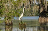 Great Egret on Stump Fine Art Print by Jaynes Gallery - Lake Martin