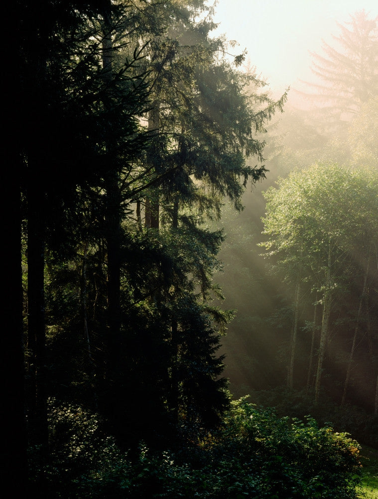 Sun Rays Through Douglas Fir and Red Alder Trees Poster Print by Panoramic Images