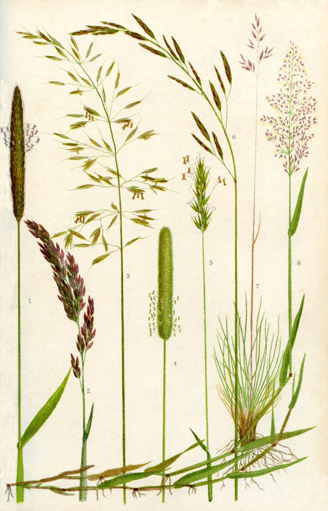 Wild Grasses Fine Art Print by Hilary Jane Morgan - Nature Collection