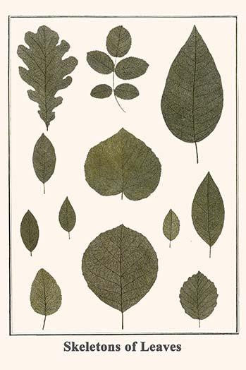 Quercus, Oak and Floral Species Fine Art Print by Albertus Seba