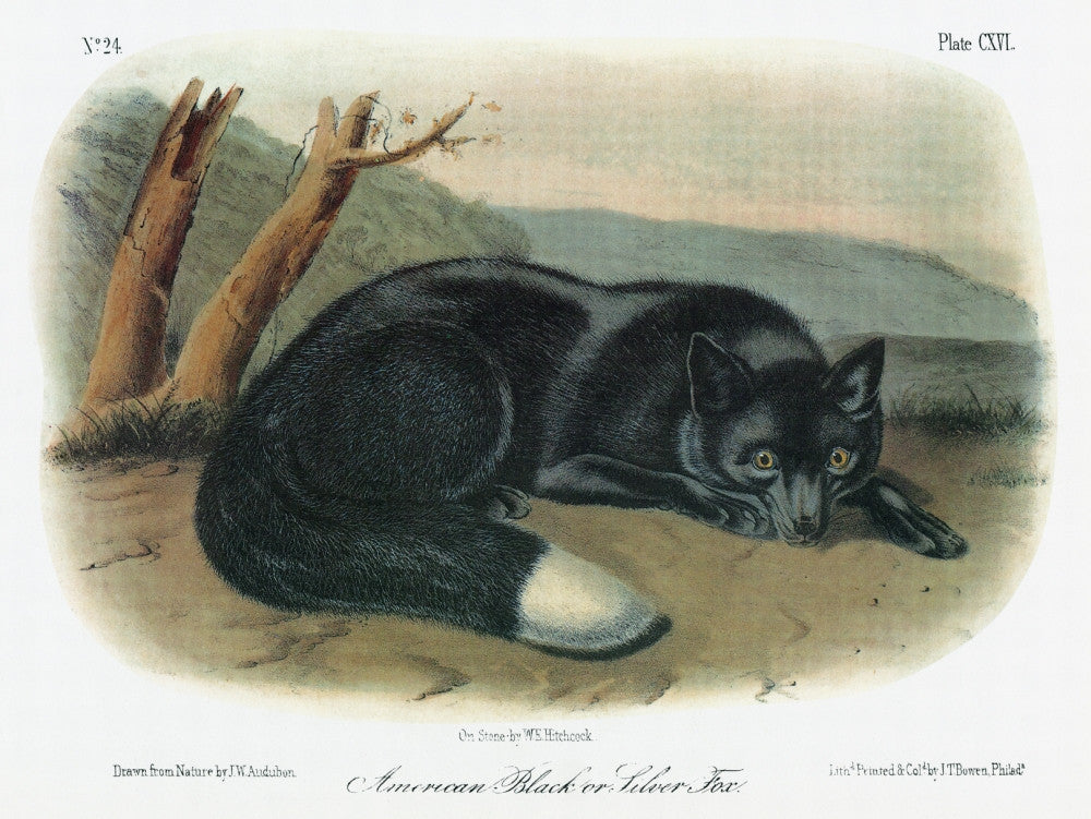 Audubon: Silver and Black Fox Fine Art Print - C1854 Lithograph