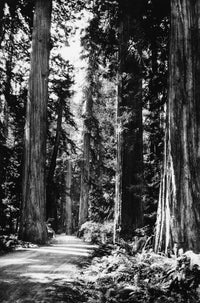 California Redwoods Fine Art Print - Vintage Photograph by Granger Collection