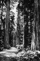 California Redwoods Fine Art Print - Vintage Photograph by Granger Collection