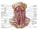 Anatomy of Human Hyoid Bone and Muscles Fine Art Print - Anterior View