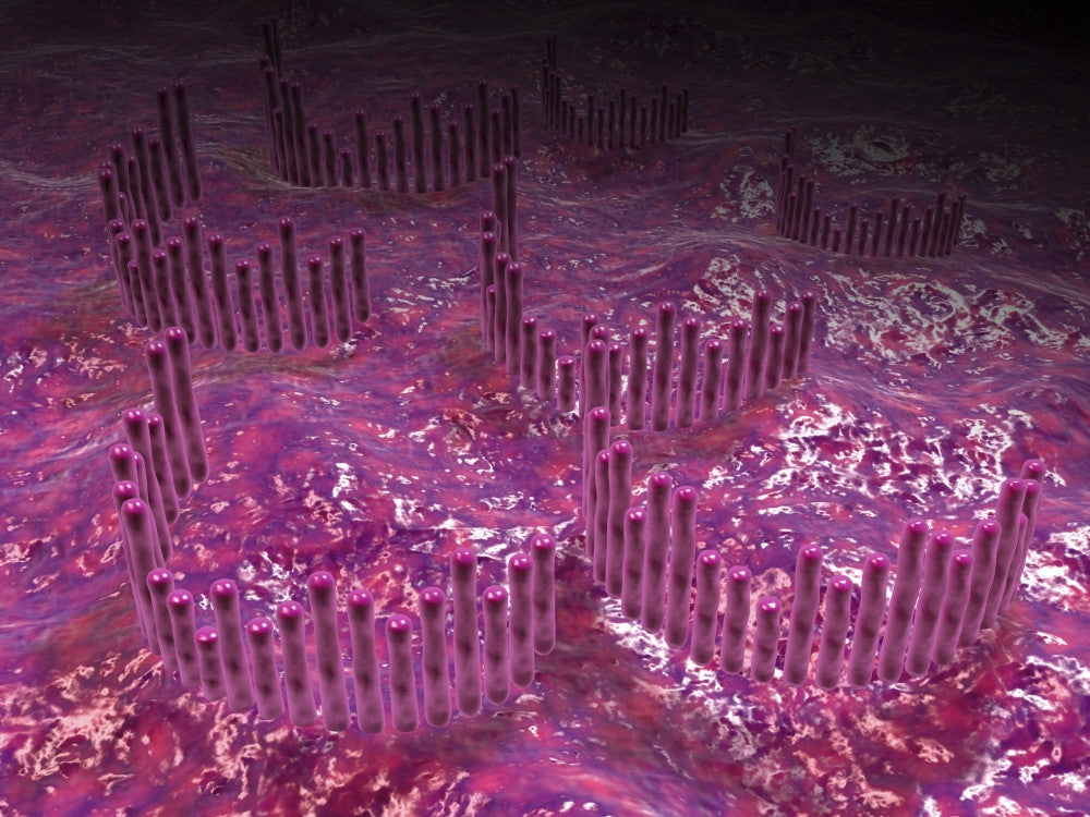 Microscopic View of Cochlea - Fine Art Print