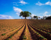 Sycamore Tree and Potatoes Field Art Print by The Irish Image Collection